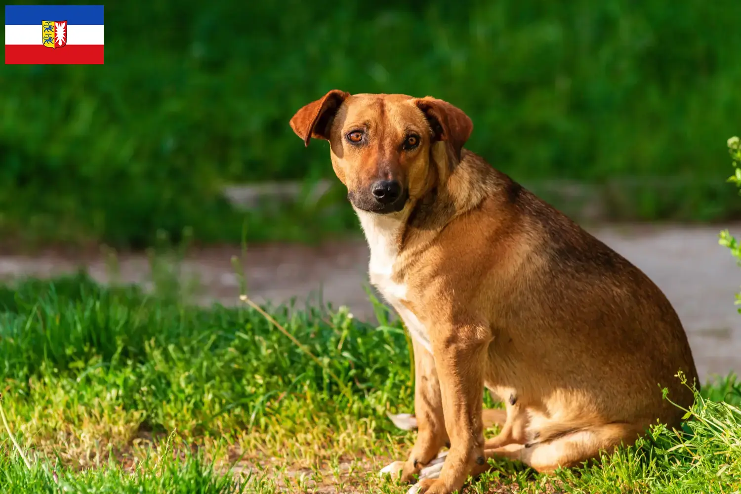 Read more about the article Criador de Pinscher austríaco e cachorros em Schleswig-Holstein