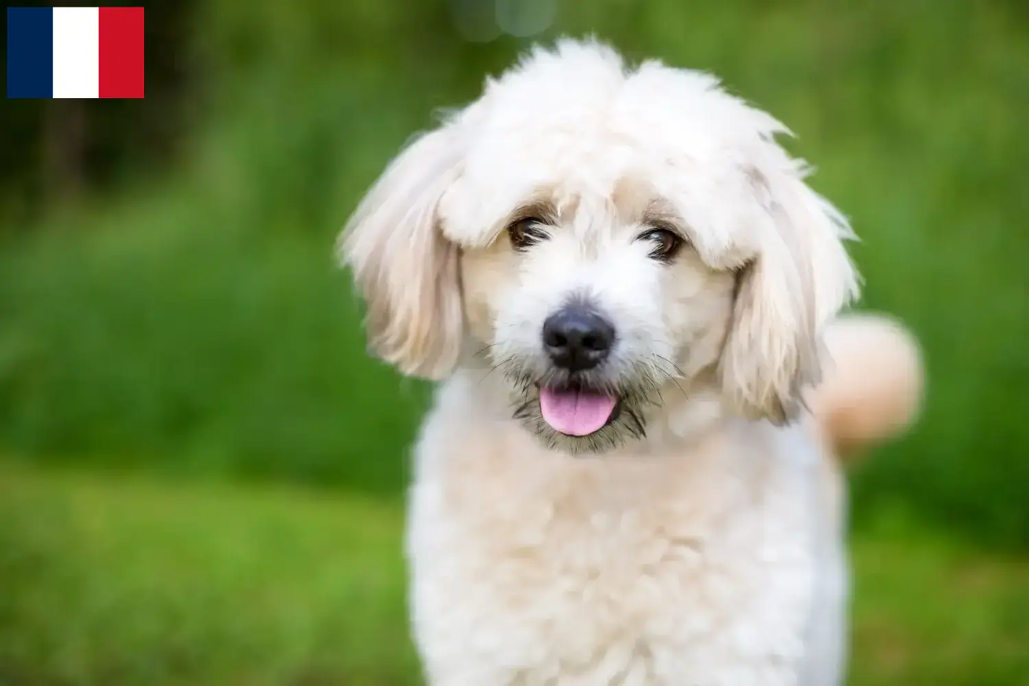 Read more about the article Criadores de Pomapoo e cachorros em França