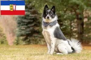 Read more about the article Criadores de Pomsky e cachorros em Schleswig-Holstein