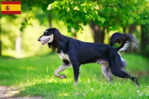 Read more about the article Criadores de saluki e cachorros em Espanha