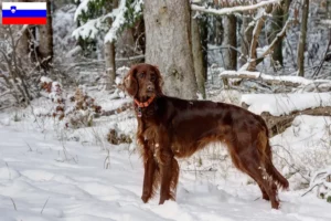 Read more about the article Criadores de Setter Vermelho Irlandês e cachorros na Eslovénia