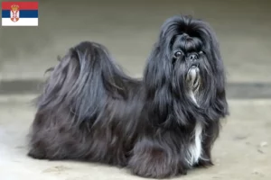 Read more about the article Criadores de Shih Tzu e cachorros na Sérvia