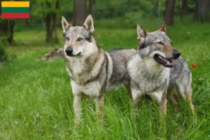 Read more about the article Criador de Czechoslovakian Wolfhound e cachorros na Lituânia