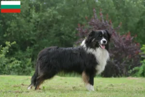 Read more about the article Criadores e cachorros de Australian Shepherd na Bulgária