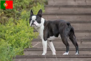 Read more about the article Boston Terrier criadores e cachorros em Portugal