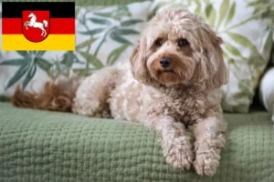 Read more about the article Criadores de Cavoodle e cachorros na Baixa Saxónia