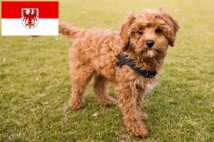 Read more about the article Criadores de Cavoodle e cachorros em Brandenburg