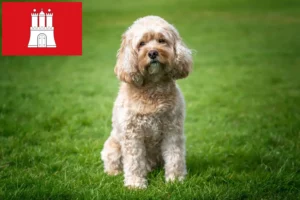 Read more about the article Criadores de Cavoodle e cachorros em Hamburgo