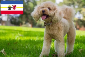 Read more about the article Criadores de Cavoodle e cachorros em Mecklenburg-Vorpommern