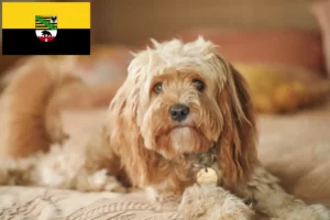 Read more about the article Criadores de Cavoodle e cachorros em Saxónia-Anhalt