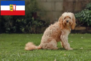 Read more about the article Criadores de Cavoodle e cachorros em Schleswig-Holstein