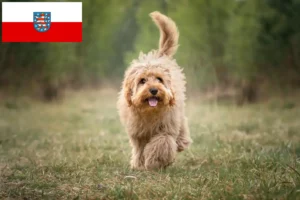 Read more about the article Criadores de Cavoodle e cachorros em Thuringia