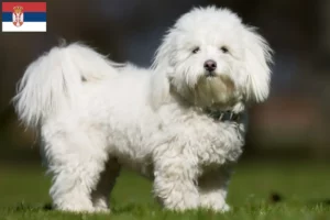 Read more about the article Criadores de Coton de Tuléar e cachorros na Sérvia