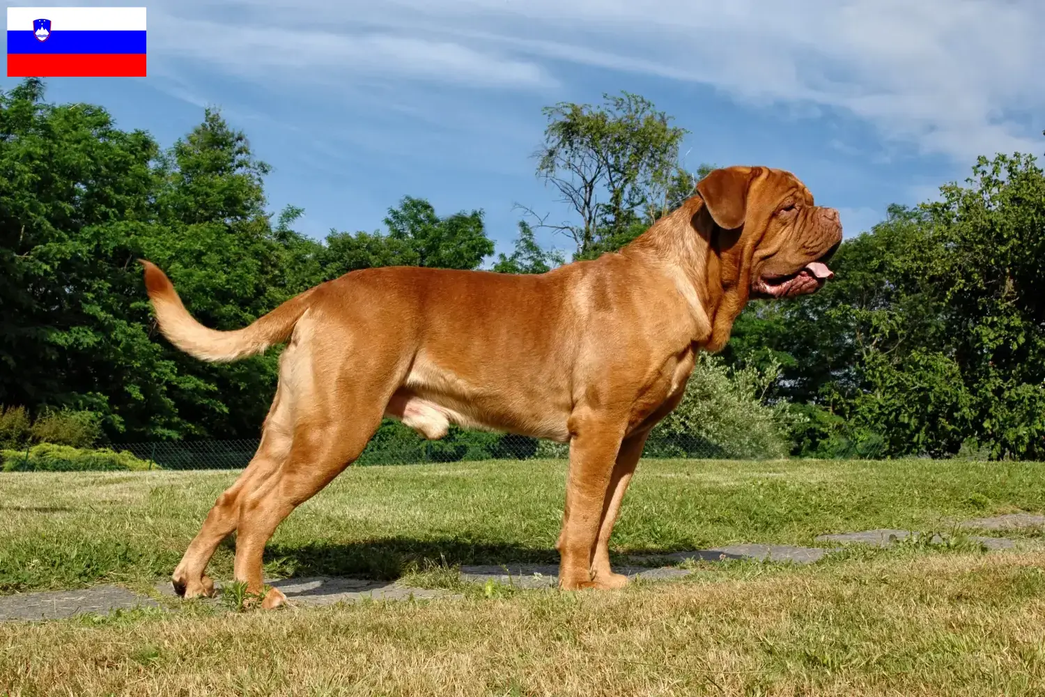 Read more about the article Criadores de Dogue de Bordeaux e cachorros na Eslovénia