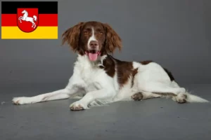 Read more about the article Criadores de Drentse Patrijshond e cachorros na Baixa Saxónia