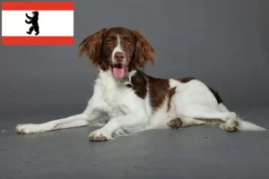 Read more about the article Criadores de Drentse Patrijshond e cachorros em Berlim