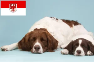 Read more about the article Drentse Patrijshond criadores e cachorros em Brandenburg