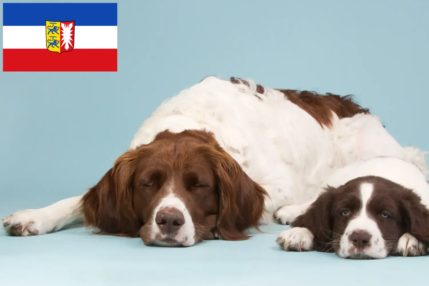 Read more about the article Criadores de Drentse Patrijshond e cachorros em Schleswig-Holstein