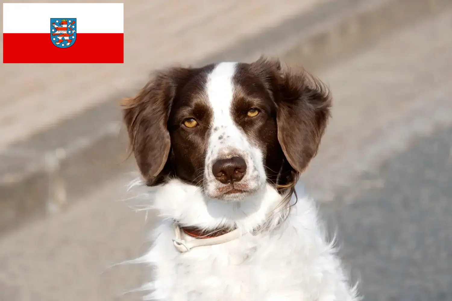 Read more about the article Criadores de Drentse Patrijshond e cachorros na Turíngia