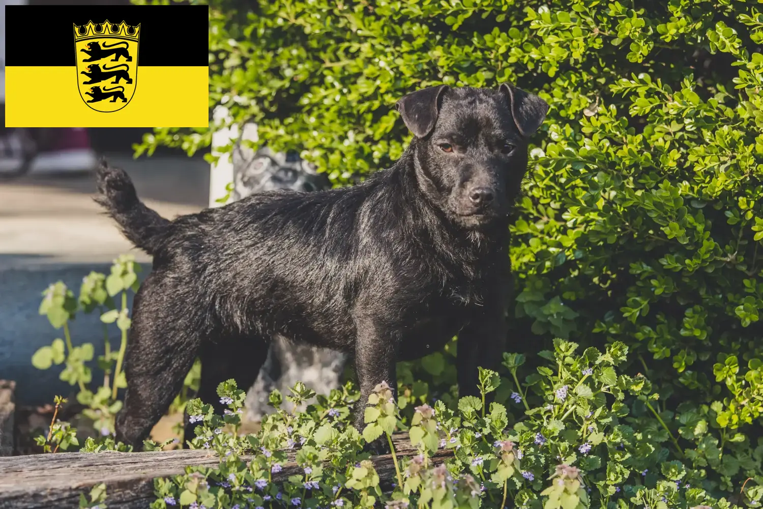 Read more about the article Criadores de Patterdale Terrier e cachorros em Baden-Württemberg