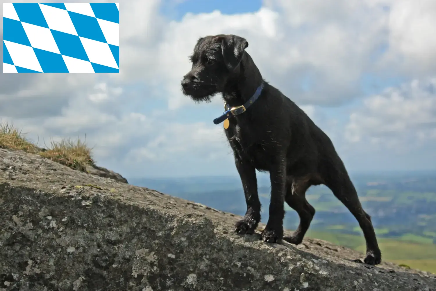 Read more about the article Criadores de Patterdale Terrier e cachorros em Bavaria