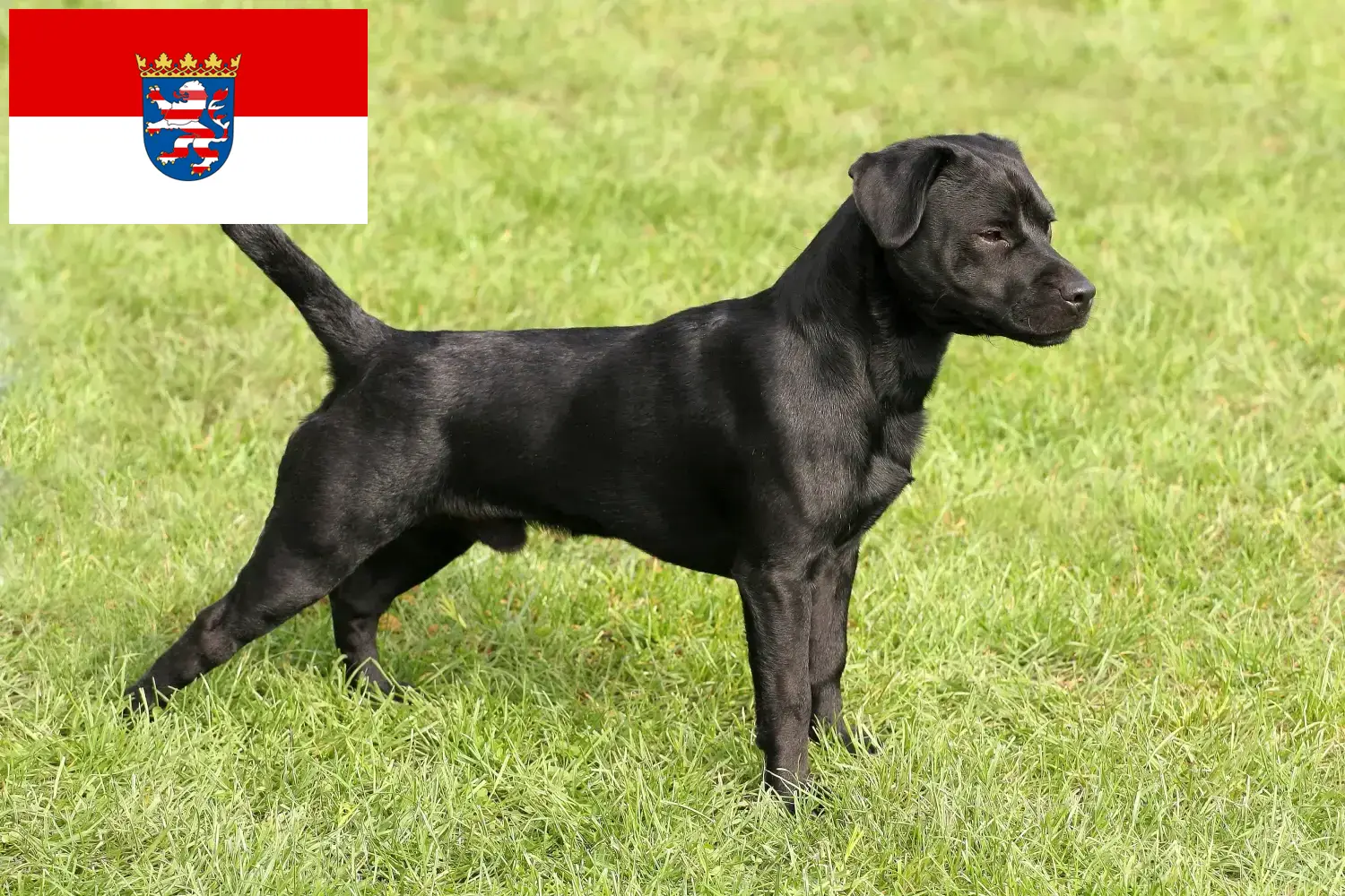 Read more about the article Criadores de Patterdale Terrier e cachorros em Hessen