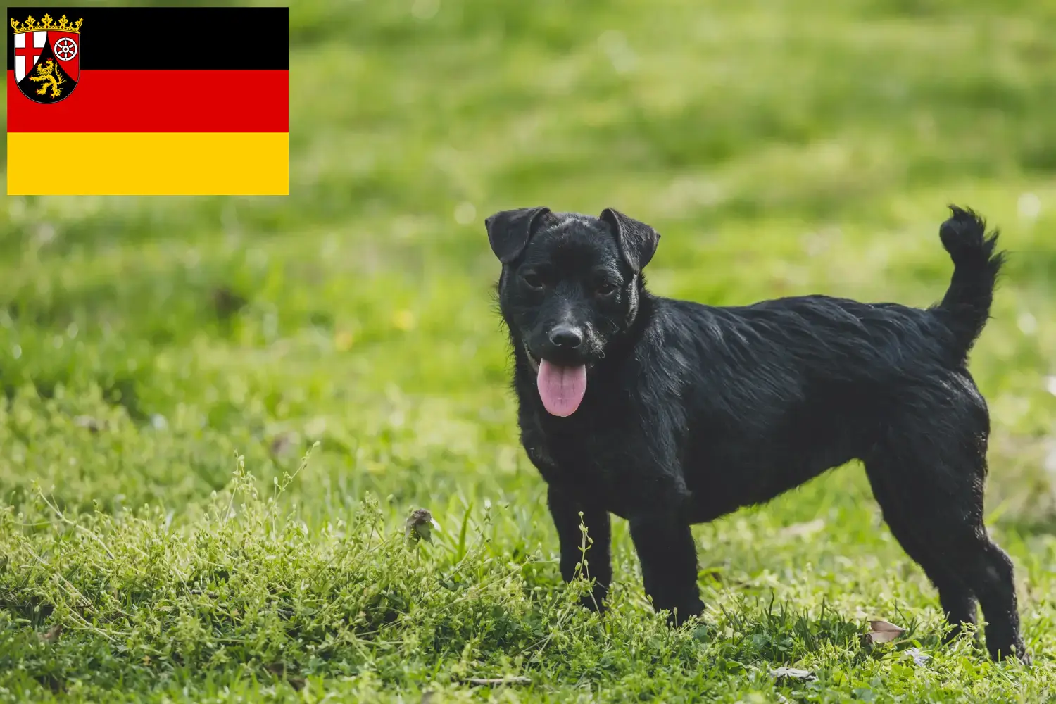 Read more about the article Criadores de Patterdale Terrier e cachorros em Renânia-Palatinado