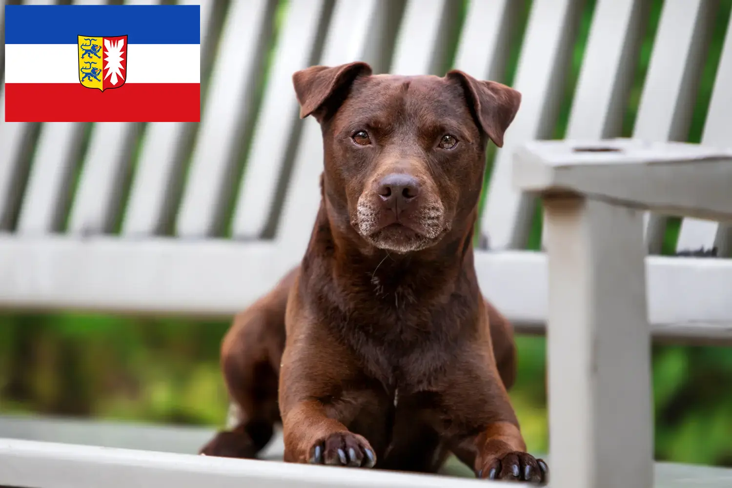 Read more about the article Criadores de Patterdale Terrier e cachorros em Schleswig-Holstein