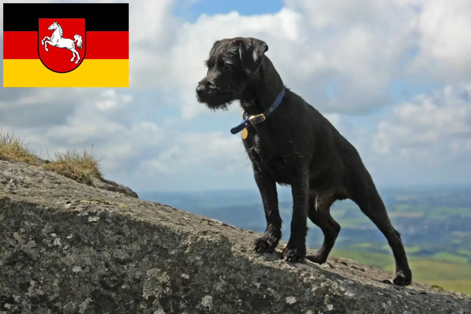 Read more about the article Criadores de Patterdale Terrier e cachorros na Baixa Saxónia