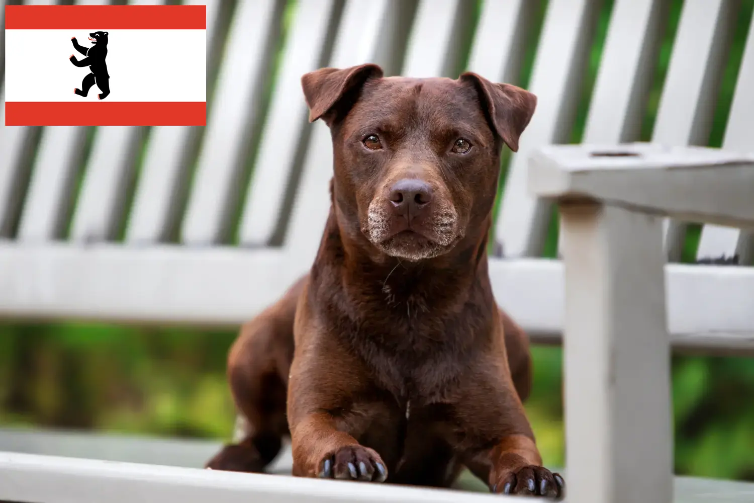 Read more about the article Criadores de Patterdale Terrier e cachorros em Berlim