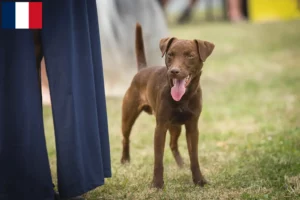 Read more about the article Criadores de Patterdale Terrier e cachorros em França