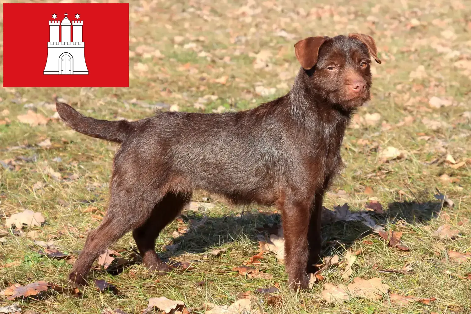 Read more about the article Criadores de Patterdale Terrier e cachorros em Hamburgo