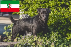 Read more about the article Criadores de Patterdale Terrier e cachorros em Renânia do Norte-Vestefália