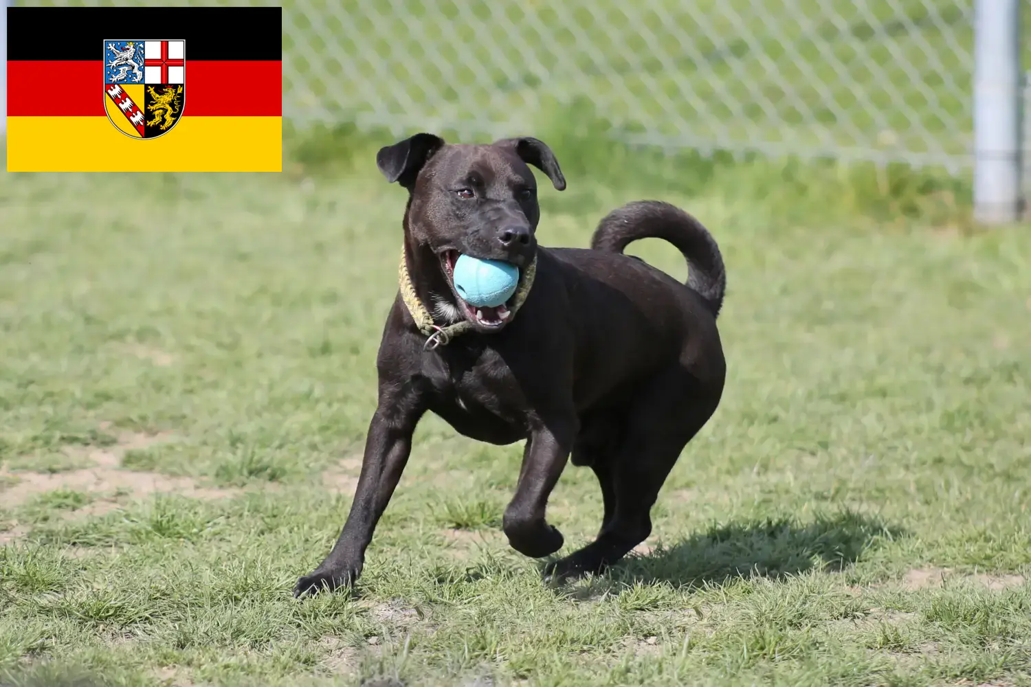 Read more about the article Criadores de Patterdale Terrier e cachorros em Saarland