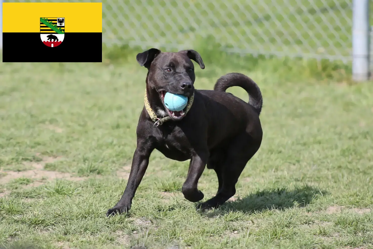 Read more about the article Criadores de Patterdale Terrier e cachorros em Saxónia-Anhalt