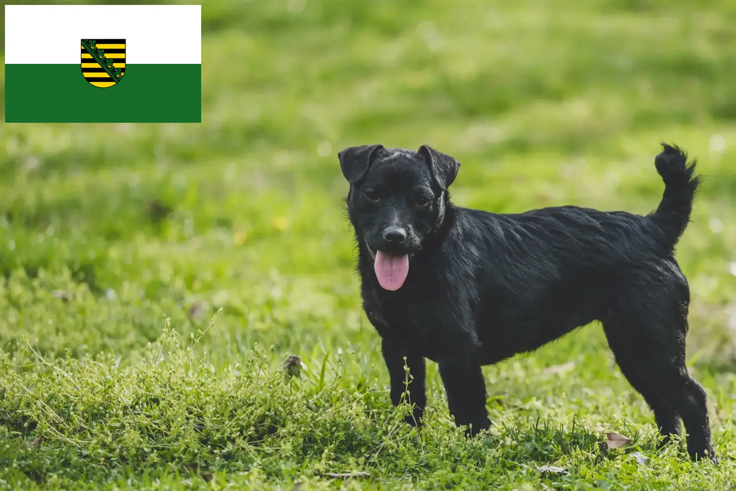 Read more about the article Criadores de Patterdale Terrier e cachorros em Saxónia