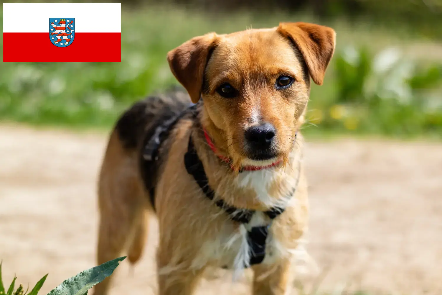 Read more about the article Criadores de Patterdale Terrier e cachorros em Thuringia