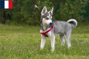 Read more about the article Criadores e cachorros de Alaskan Klee Kai em França