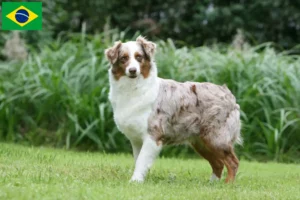 Read more about the article Criadores de Australian Shepherd e filhotes no Brasil