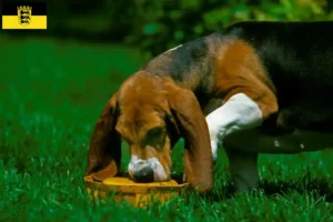 Read more about the article Criadores de Basset Artésien Normand e cachorros em Baden-Württemberg