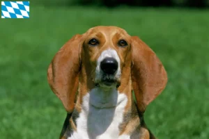 Read more about the article Criadores de Basset Artésien Normand e cachorros na Baviera