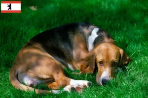 Read more about the article Basset Artésien Normand criadores e cachorros em Berlim