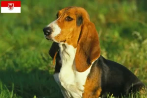 Read more about the article Criadores de Basset Artésien Normand e cachorros em Brandenburg