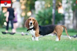 Read more about the article Criadores de Basset Artésien Normand e cachorros em Hessen