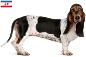 Read more about the article Criadores de Basset Artésien Normand e cachorros em Mecklenburg-Vorpommern