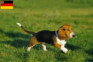 Read more about the article Criadores de Basset Artésien Normand e cachorros na Renânia-Palatinado