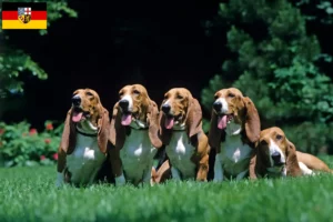 Read more about the article Criadores de Basset Artésien Normand e cachorros no Sarre