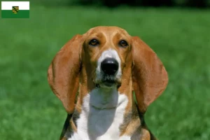 Read more about the article Criadores de Basset Artésien Normand e cachorros na Saxónia