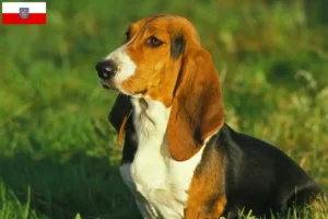 Read more about the article Criadores de Basset Artésien Normand e cachorros na Turíngia