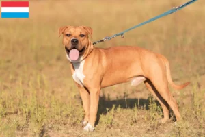 Read more about the article Criadores de American Staffordshire Terrier e cachorros no Luxemburgo